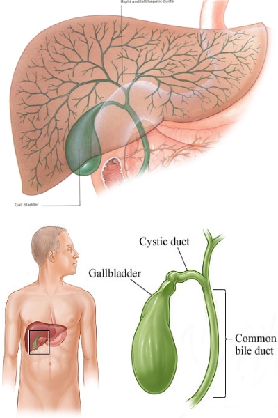 sistema digestivo della cistifellea